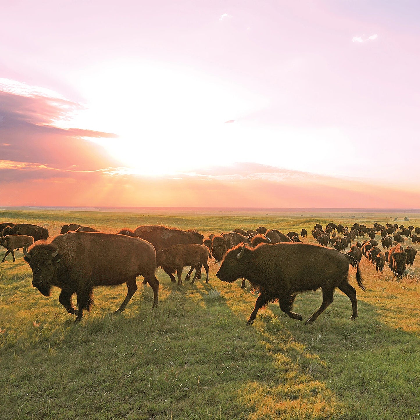 Ranch Bison Sticks - US 7047