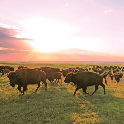 Ranch Bison Sticks - US 7047