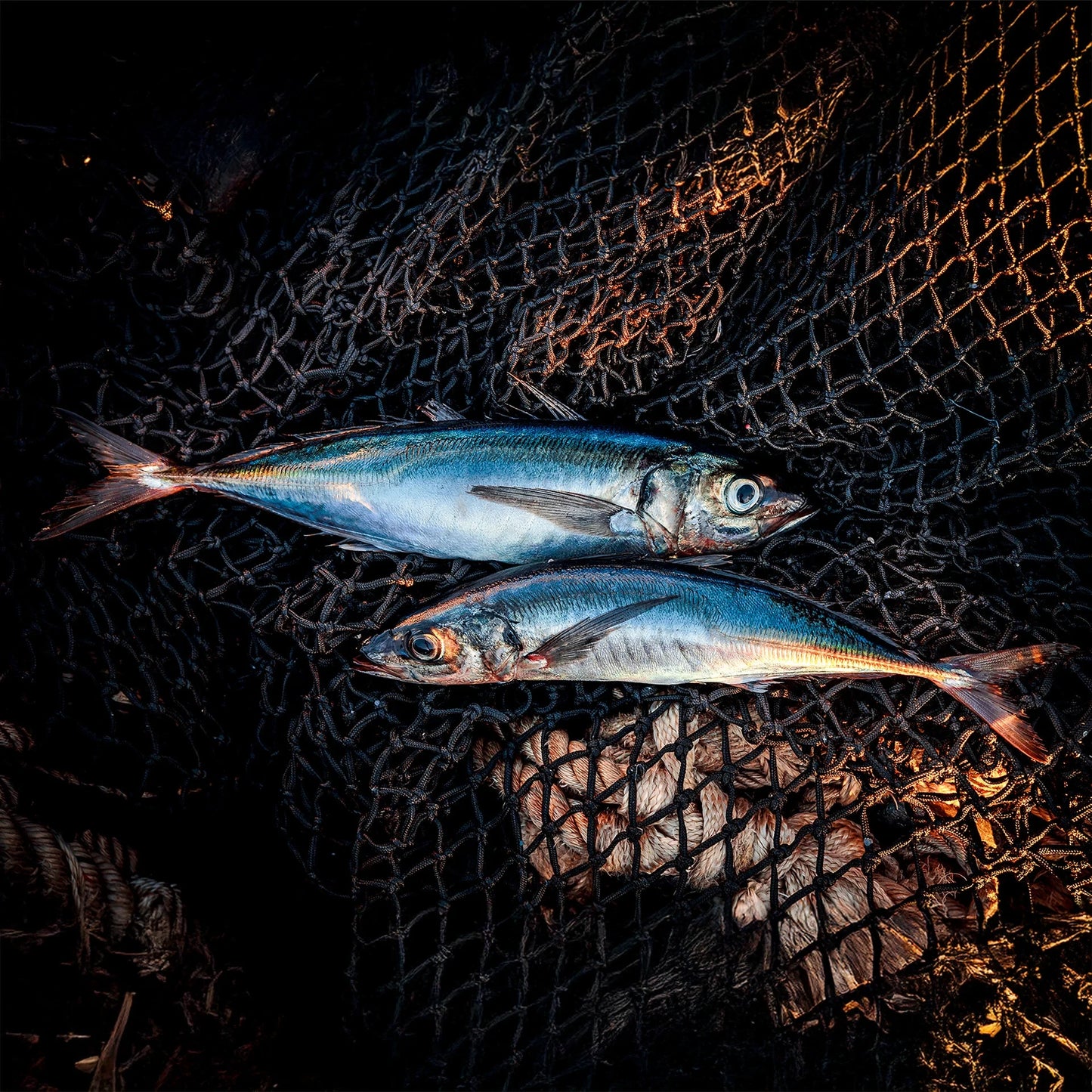 Smoked Jack Mackerel - US 2870