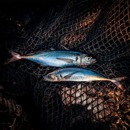 Smoked Jack Mackerel - US 2870